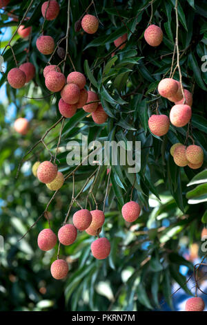 Litchi frais fruits sur la plantation d'arbres. Banque D'Images