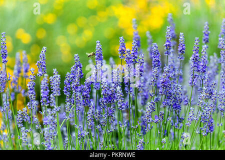 La Lavande, Lavandula angustifolia, bee Banque D'Images