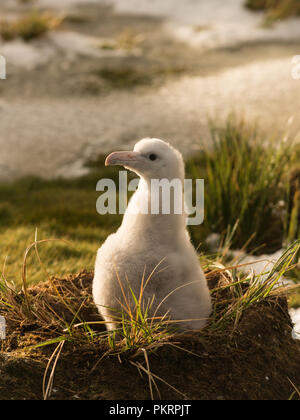 Un albatros downy chick (Diomedia exulans) sur son nid sur l'île Bird, Georiga du sub-antarctiques, Banque D'Images