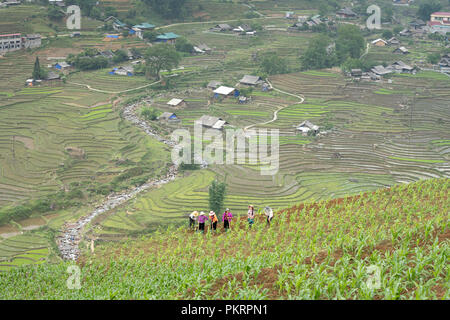 H'Mong de minorités ethniques les agriculteurs à travailler dans les champs de maïs, de travail sur la région de ville de Sapa, Vietnam Banque D'Images