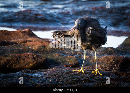 Aigrette des récifs de l'Est secousses sur la côte rocheuse Kalbarri Banque D'Images