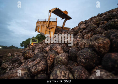 13 septembre 2018, Basse-Saxe, Zahrenholz : betteraves à sucre fraîchement récoltées en cours de déchargement sur une montagne au bord du champ. Photo : Philipp Schulze/dpa Banque D'Images