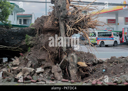 Manille, Philippines, de la RCN. 15 Sep, 2018. Un arbre d'acacia vieux de 200 ans est tombé après une forte tornade a frappé la région le 14 septembre 2018, aux alentours de 5:30 h. L'arbre est est connu pour être l'un des plus vieil arbre dans la ville et a même été récompensé pour son contexte historique.Le 14 septembre 2018, le super typhon Mangkhut a frappé les Philippines avec la vitesse du vent de 205 kilomètres par heure (km/h), et des rafales atteignant 255 km/h. Plus d'un millier de citoyens philippins dans tout le pays ont été touchés.Les prévisionnistes ont appelé le Manghut comme un des plus puissants typhons cette année. Mangkhut est la 15e Crédit : Banque D'Images