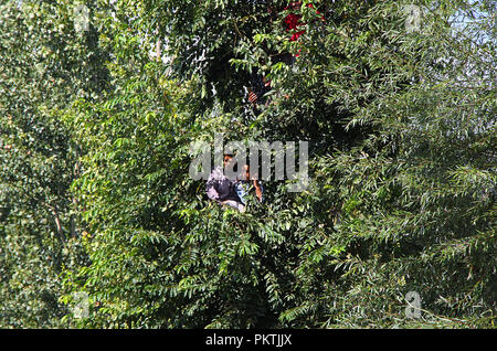 15 septembre 2018 - Kulgam, Jammu-et-Cachemire, l'Inde - Les gens sont vus sur les arbres qu'ils assistent à l'enterrement de haut commandant rebelle Gulzar Padder Adijan en matière de Kulgam quelques 70 kilomètres de Srinagar, la capitale d'été du Cachemire sous contrôle indien le 15 septembre 2018. Cinq rebelles et un civil ont été tués par les forces indiennes au cours d'une bataille d'armes entre les rebelles et les forces de sécurité indiennes dans Chowgam domaine de Qazigund Kulgam. (Crédit Image : © Faisal Khan/Zuma sur le fil) Banque D'Images