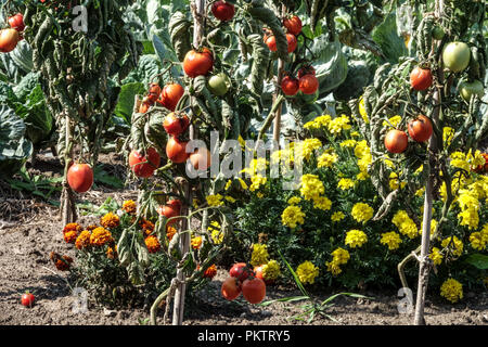 Tomates, Marigolds, plantes anti-parasitaires tomates de culture jardin Banque D'Images