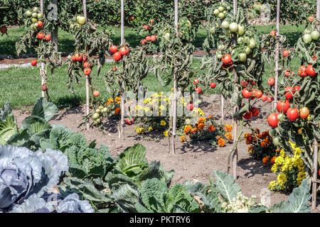 Tomates Tagetes erecta Marigolds croissance de la plante de tomate sur les légumes de la vigne poussant dans le jardin août plantes mixtes Solanum lycopersicum bâtons mûrs Banque D'Images