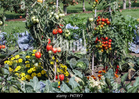 Tomate, Marigolds, tagetes tomates, mûrissement des légumes Banque D'Images