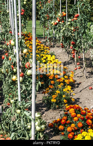 Oeillet de tomates, mélanger dans une rangée, les tomates sur vine garden Banque D'Images