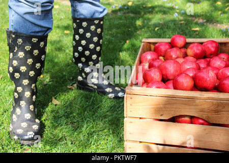 Une bande de rouge, de mûres et de pommes delicious dans une caisse en bois Banque D'Images