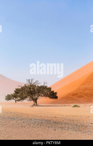 Camelthorn tree (Acacia erioloba) en face de Dune de sable, Dune 45, Sossusvlei, Namib-Naukluft National Park, Namibie Banque D'Images