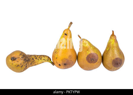 Poires ver quatre larves de la mouche du bleuet Eating Apple endommagée sur fond blanc Banque D'Images