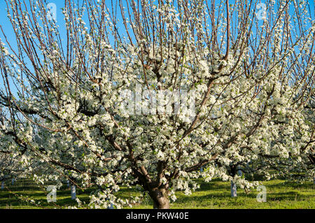 Pruniers en fleurs dans un verger au printemps Banque D'Images