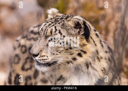 Snow Leopard closeup Banque D'Images