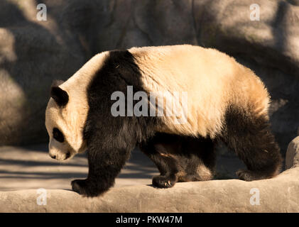 Panda géant (Ailuropoda melanoleuca) Femmes Banque D'Images