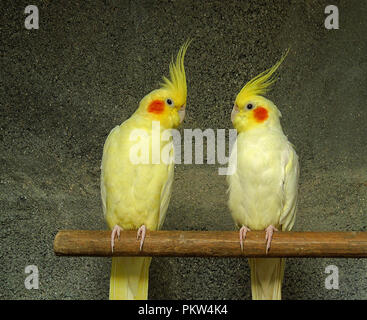 Couple de cacatoès jaune les nymphes. Race de perroquets Banque D'Images