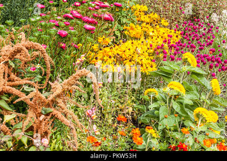 Une combinaison colorée d'un parterre de fleurs d'été dans un chalet de plantes de jardin mélangées dans la bordure herbacée, Rudbeckia hirta Chine Aster, tournesols Amarante Banque D'Images