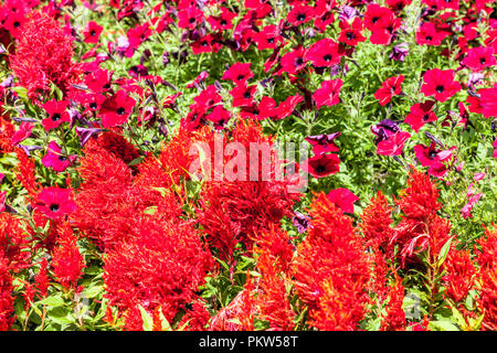 Une combinaison de couleurs d'une fleur d'été lit dans un chalet jardin, Célosie rouge, Petunia Banque D'Images