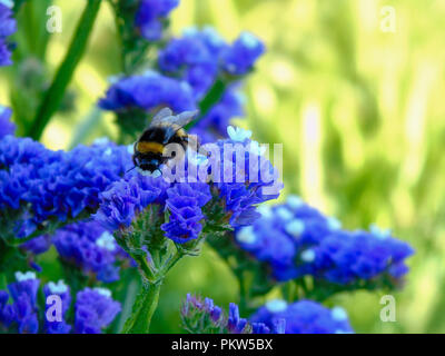 La collecte du pollen d'abeilles au printemps Banque D'Images