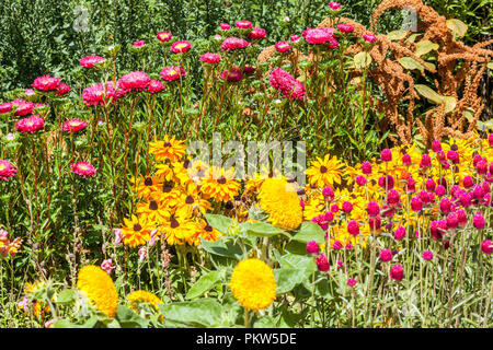 Combinaison colorée d'un parterre d'été dans un jardin de chalet, Gomphrena haageana, Chine Aster, Rudbeckia Amaranth, fleurs mélangées Banque D'Images