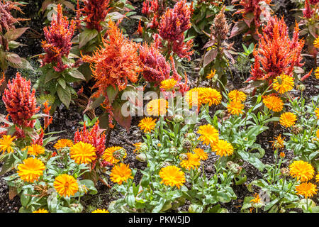 Une combinaison de couleurs d'une fleur d'été lit dans un chalet jardin, Orange Celosia Banque D'Images