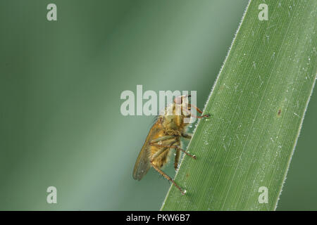 Scathophaga stercoraria (Bouse jaune Fly) Banque D'Images