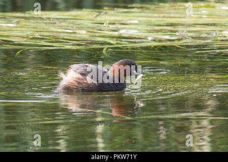 Grèbe, également connu sous le nom de dabchick (Tachybaptus ruficollis) juste après la capture d'un poisson nageant dans la rivière Banque D'Images