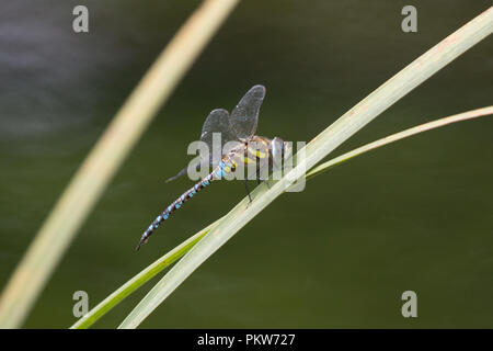 Hawker migrants dragonfly (Aeshna mixta) perchés sur des roseaux au bord de la rivière Banque D'Images