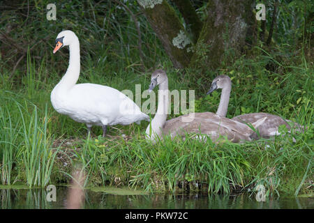 Famille de cygnes tuberculés avec cygnets Test à côté de la rivière près de Stockbridge dans le Hampshire, au Royaume-Uni Banque D'Images