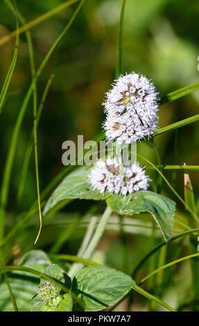 Menthe aquatique la floraison. Mentha aquatica. Banque D'Images