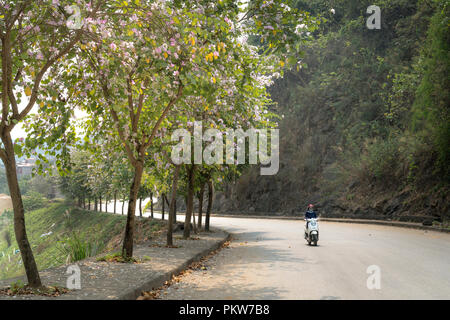 Un H'Mong de minorités ethniques femme marche le long de la route avec Bauhinia variegata fleurs Banque D'Images