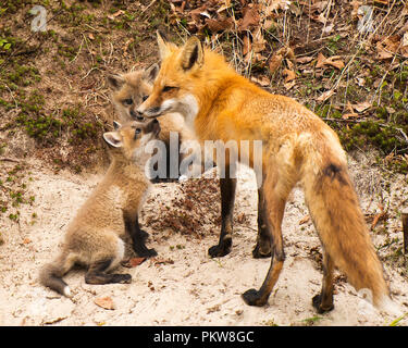 Red Fox mère et ses deux kits par la fox den trou à l'arrière-plan et de premier plan, le feuillage du sable dans son environnement et ses environs. Banque D'Images