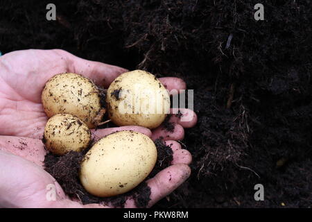 Une paire de mains tenant du jardinier, quelques pommes de terre fraîchement creusé. Fermer jusqu'photograoh avec copie espace, fond du sol Banque D'Images