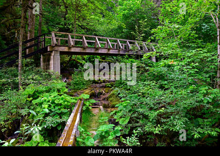 Une petite passerelle en bois au-dessus d'un ruisseau dans un dense forêt verte Banque D'Images