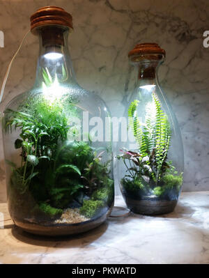 Jardin cultivé à l'intérieur de la bouteille. Banque D'Images