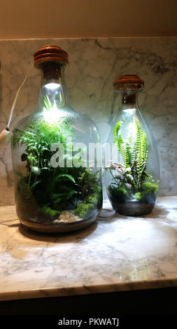 Jardin cultivé à l'intérieur de la bouteille. Banque D'Images