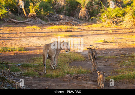 Maman lion invite les quatre autres petits à se retirer de l'espace ouvert à la brousse - une grande quantité de machines safari sa distraction. Amboseli Banque D'Images