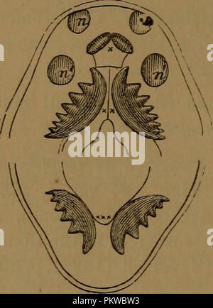 'Catalogue des poissons fossiles au British Museum (Natural History) ..' (1889) Banque D'Images