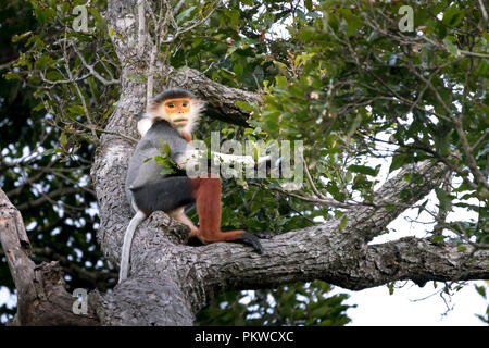 Red-shanked Douc Langur- sur la péninsule de son tra à Da nang, Vietnam Banque D'Images