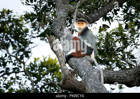 Red-shanked Douc Langur- sur la péninsule de son tra à Da nang, Vietnam Banque D'Images