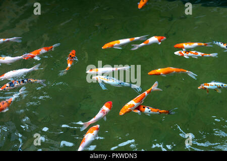 Koi de poissons nageant dans un étang dans le jardin Banque D'Images