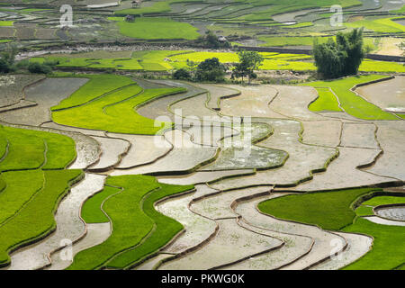 Des lignes courbes des terrasses de riz pendant la saison d'arrosage à la fois avant de commencer à cultiver du riz à Mu Cang Chai Banque D'Images