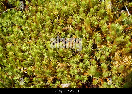 Plantes rares d'autres pays, dont la croissance se fait avec soin en Allemagne Banque D'Images