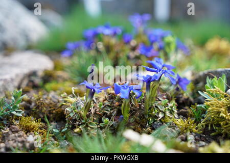 Plantes rares d'autres pays, dont la croissance se fait avec soin en Allemagne Banque D'Images