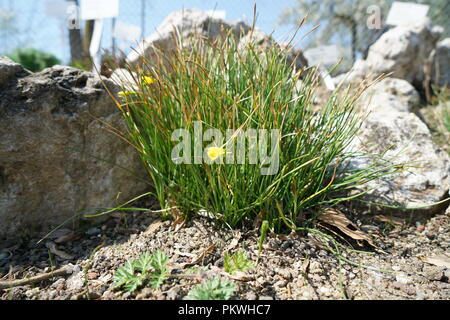 Plantes rares d'autres pays, dont la croissance se fait avec soin en Allemagne Banque D'Images