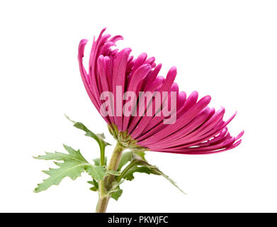 Lilas foncé unique chrysanthème isolé sur fond blanc Banque D'Images