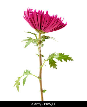 Lilas foncé unique chrysanthème isolé sur fond blanc Banque D'Images