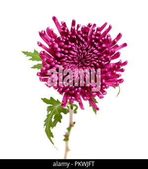 Lilas foncé unique chrysanthème isolé sur fond blanc Banque D'Images