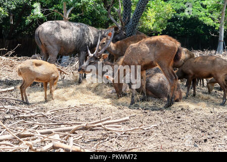 Cerfs dans le zoo Banque D'Images