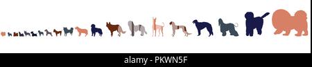 Chiens de races de taille moyenne vue isolé sur fond blanc. Vingt silhouettes de chiens de petite à grande. Illustration de Vecteur