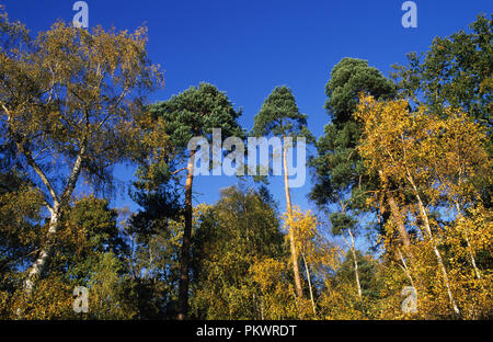 Forêt mixte de conifères et arbres en automne dans le Surrey, en Angleterre. Banque D'Images